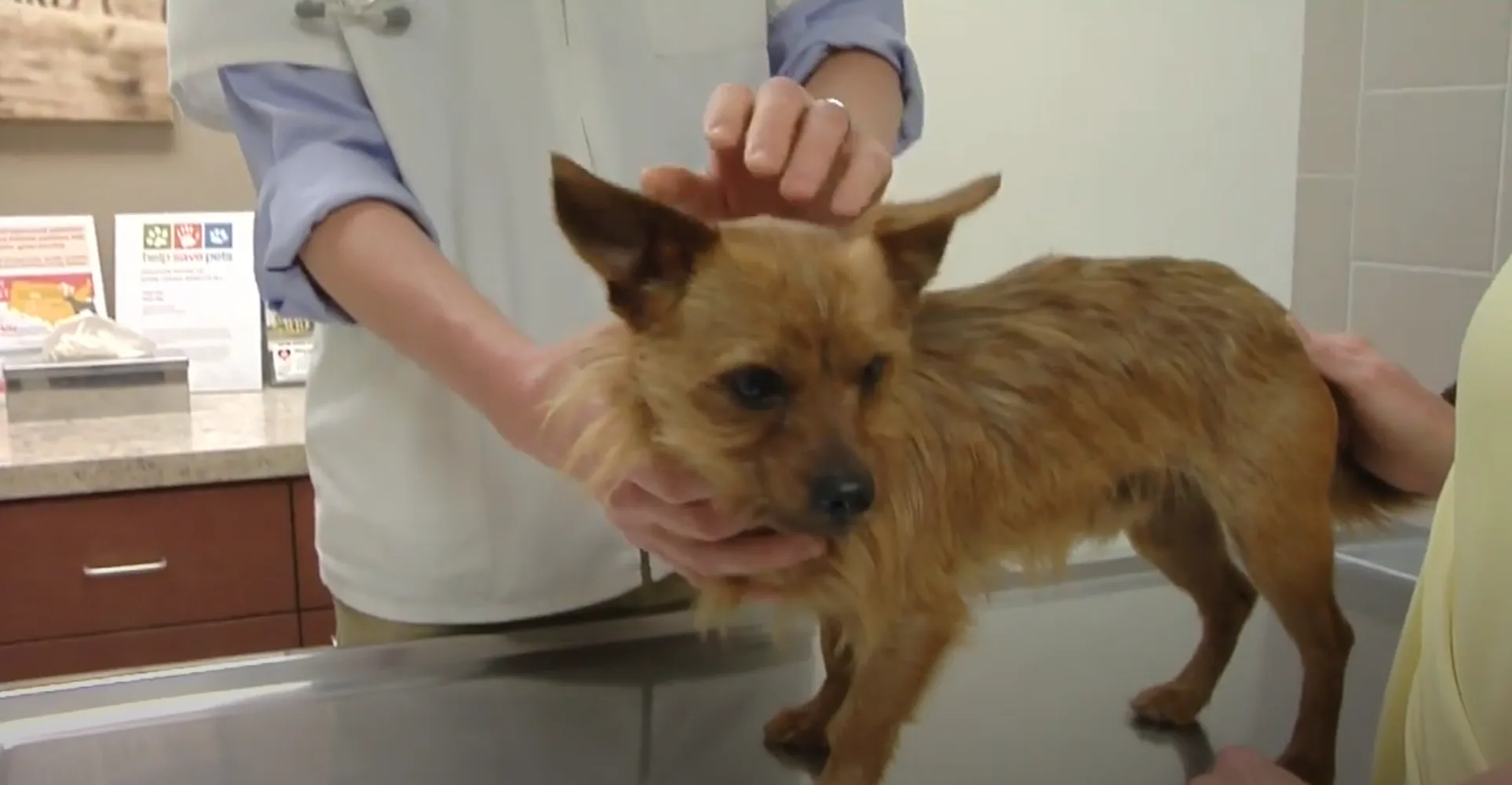 Preventing Canine Influenza video from Hinsdale Animal Hospital